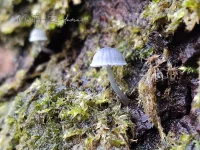 Mycena`s [Mycenaceae]